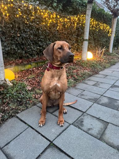 Frau Bordeaux