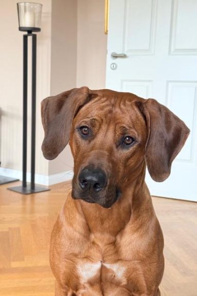 Herr Türkis